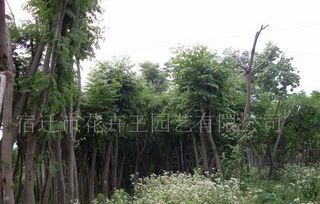 合歡 水杉 法桐 大葉女貞等綠化苗木