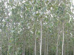 供應毛白楊 自產苗木 價格最低_農副產品_世界工廠網