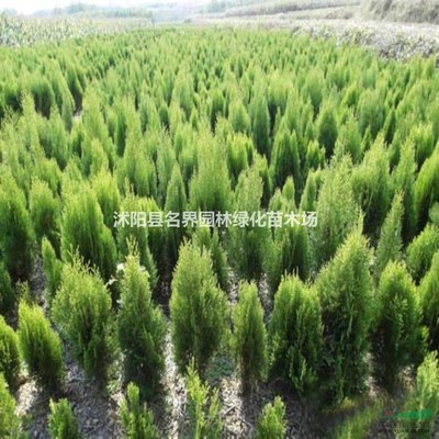 沭陽縣名界園林綠化苗木場