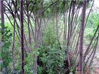 找山東郯城昌育銀杏苗圃的白臘苗木價格、圖片、詳情,上一比多_一比多產(chǎn)品庫