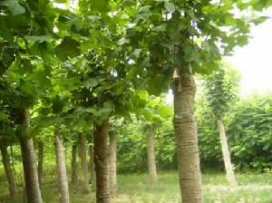 河北苗木【傻實在】就是實在圖片|河北苗木【傻實在】就是實在產(chǎn)品圖片由石家莊傻實在苗木公司生產(chǎn)提供-