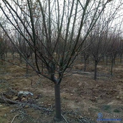 【2018海棠苗新品種垂絲海棠廠家批發(fā)】泰安高新區(qū)旺運(yùn)苗木中心 - 產(chǎn)品庫