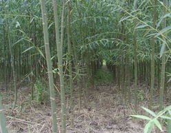 沭陽縣天時花木園藝場供應(yīng) 合歡,欒樹,烏桕,廣玉蘭,重陽木,櫸樹,水杉,意楊,垂柳,香樟