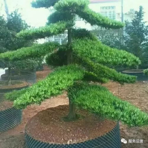 紅葉苗木基地出售精品樹苗 丹桂 羅漢松 紅葉石楠 紫薇花...量大價優(yōu)