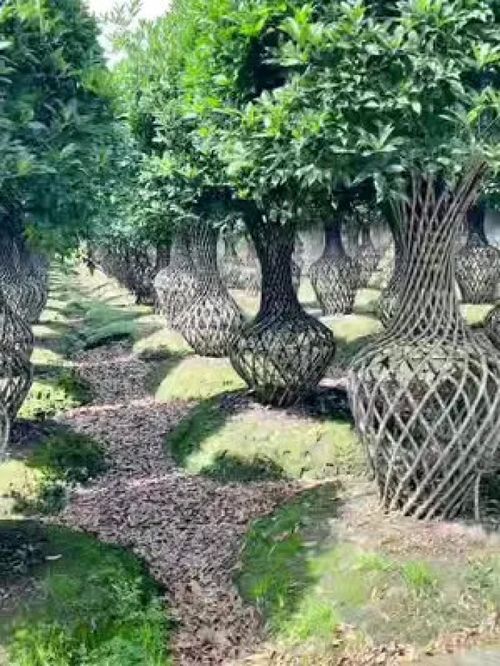 努力做好每一件小事就是一件了不起的大事 誠信苗木人 大量供應(yīng)綠化苗木供應(yīng) 紫薇造型樹 金牌苗木人 精品苗木