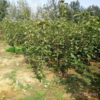 【梨苗怕水嘛口碑廠家黃金梨苗幾月份栽生長結(jié)果狀】泰安高新區(qū)旺運(yùn)苗木中心 - 產(chǎn)品庫