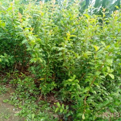 【高桿山楂苗畝產(chǎn)品種全的 山楂苗基地廠家供貨】泰安高新區(qū)旺運(yùn)苗木中心 - 產(chǎn)品庫