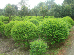 小葉女貞價格 成都小葉女貞批發