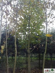 白玉蘭米徑15公分 標(biāo)準(zhǔn)分枝的苗木圖片