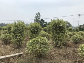 真實苗木數(shù)據(jù),有需求歡迎選購