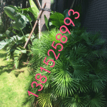 吳中區(qū)光福墅園景苗圃 供應(yīng)產(chǎn)品