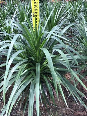 【綠化苗木龍血樹直銷、價格實惠】綠化苗木,價格,廠家,供應(yīng)商,花木,龍海市東泗興輝園藝場 - 產(chǎn)品庫