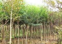 出售四季常綠3公分大葉女貞4-6萬棵【移栽苗】[供應]_綠化苗木_世界工廠網中國產品信息庫