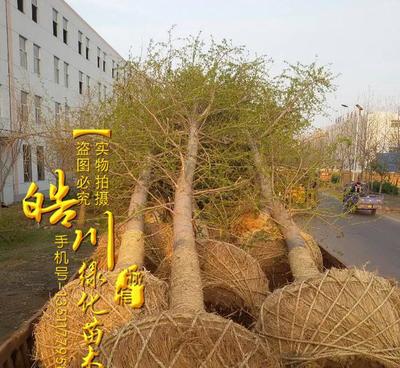 基地銀杏樹苗批發(fā) 綠化工程苗批發(fā) 銀杏樹樹苗價(jià)格 行道風(fēng)景樹