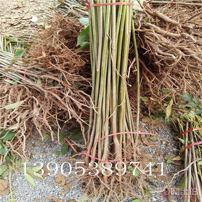 【香椿樹苗多0.7香椿苗批發廠家香椿苗有賣1公分香椿】泰安乾佑源苗木專業合作社 - 產品庫