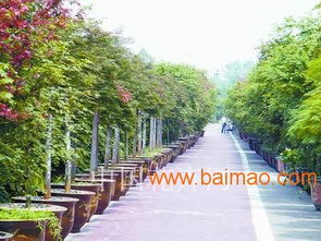 安徽金葉女貞球精品 安徽金葉女貞球批發(fā)安徽 金葉女貞球苗圃, 安徽金葉女貞球精品 安徽金葉女貞球批發(fā)安徽 金葉女貞球苗圃生產(chǎn)廠家, 通透性良好