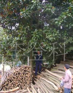 苗木 樹木盆景 綠化苗木 廣玉蘭_農副產品_世界工廠網中國產品信息庫