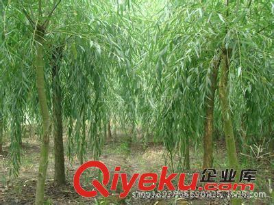 大量黃垂 黃皮垂柳供應 10萬棵垂柳小苗-濟寧御森綠化苗木提供大量黃垂 黃皮垂柳供應 10萬棵垂柳小苗的相關介紹、產品、服務、圖片、價格濟寧御森綠化苗木、國槐;北欒;白蠟;法桐;大葉女貞;皂角;西府海棠;紫葉李;合歡;垂柳