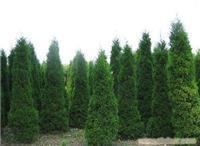 找上海苗木-上海苗木批發-上海苗木價格-上海苗木基地的上海園林綠化苗木報價價格、圖片、詳情,上一比多_一比多產品庫