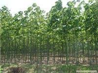 找上海苗木-上海苗木批發-上海苗木價格-上海苗木基地的上海紅葉李苗木供應-上海紅葉李苗木供應、上海紅葉李苗木供應價格、上海紅葉李苗木供應網價格、圖片、詳情,上一比多_一比多產品庫