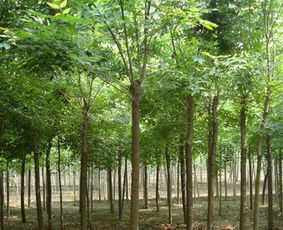 河北恒運苗木基地批發(fā)供應(yīng)紅葉碧桃,國槐基地,白蠟基地,旱柳基地