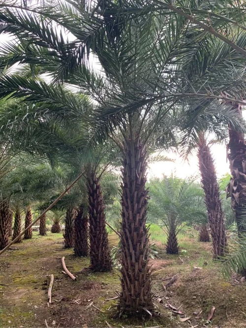 恭喜福建藍(lán)典園林入駐苗木通 做市場所需的精品苗和品質(zhì)苗