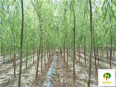 2公分柳樹價格3公分柳樹價格4公分柳樹價格_苗木產(chǎn)品圖片