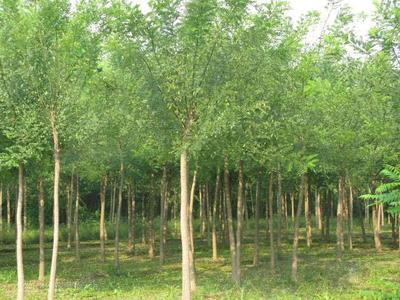 國槐樹價格圖片|國槐樹價格產(chǎn)品圖片由河南鄢陵花卉苗木場公司生產(chǎn)提供-