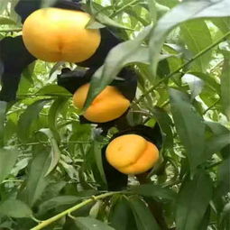 春雪桃樹(shù)成品苗報(bào)價(jià) 新聞咨詢(xún) 春艷桃樹(shù)嫁接苗