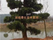 產(chǎn)品展示 湖南長沙市雨花區(qū)精彩園林綠化苗木場