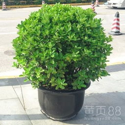 【武漢綠化公司苗木批發(fā)綠化施工,武漢園林公司苗木養(yǎng)護(hù)】-