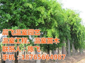 綠化苗木價格 晨飛溫室園藝 已認(rèn)證 濟(jì)寧綠化苗木高清圖片 高清大圖