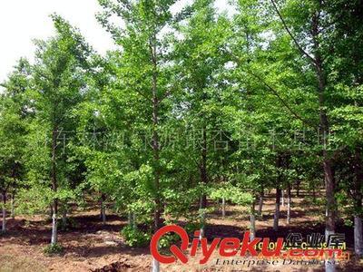 山東郯城縣銀杏苗木協(xié)會供應(yīng):銀杏、石榴、法桐等綠化工程苗木圖片|山東郯城縣銀杏苗木協(xié)會供應(yīng):銀杏、石榴、法桐等綠化工程苗木產(chǎn)品圖片由郯城縣林海銀杏苗木培育場公司生產(chǎn)提供-