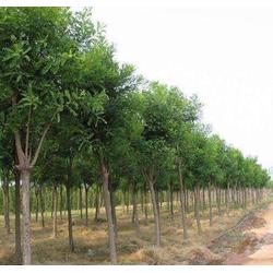 山東中鵬苗木基地 優(yōu)質(zhì)國槐 成都國槐