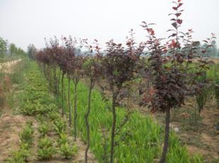 山東速生柳基地農稷苗木_農副產品_世界工廠網