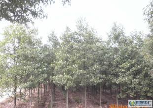 各種綠化樹苗,苗木,樟樹,桂花樹,鐵樹等_農副產品_世界工廠網中國產品信息庫