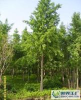 低價大量供應10厘米以上直徑銀杏工程苗100元[供應]_綠化苗木_世界工廠網(wǎng)中國產(chǎn)品信息庫