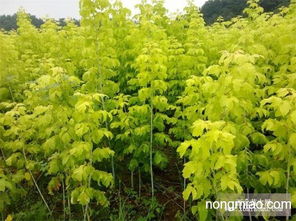 糖槭播種小苗 其它圖片及價(jià)格 家園苗木合作社