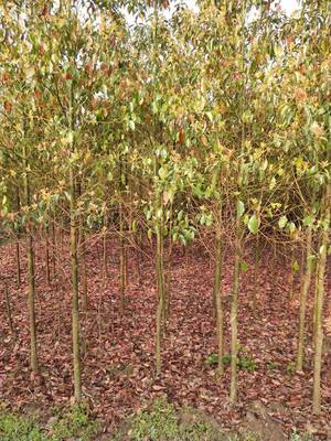 昊天園林米徑12公分香樟苗木供應(yīng)價(jià)格