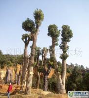 最新0 綠化苗木 喬木 優(yōu)質(zhì) 樟樹(樹形優(yōu)美)_農(nóng)副產(chǎn)品_世界工廠網(wǎng)中國(guó)產(chǎn)品信息庫