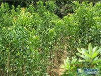 楊梅果苗楊梅果苗批發(fā)楊梅果苗價格楊梅果苗基地[供應]_綠化苗木_世界工廠網中國產品信息庫