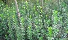 供應綠化苗木:北海黃楊、大葉黃楊、小葉葉黃楊、衛(wèi)矛_農副產品_世界工廠網中國產品信息庫