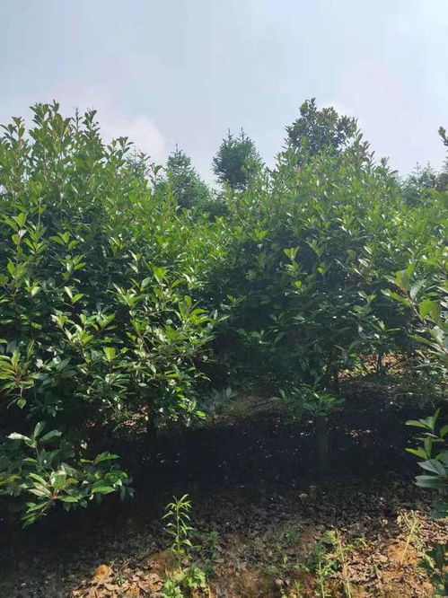 恭喜武漢美景匯苗木專業(yè)合作社入駐苗木通平臺 致力精品苗木發(fā)展