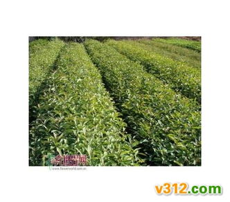 影響苗木產(chǎn)品利潤(rùn) 財(cái)務(wù)費(fèi)用