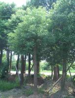 2公分法桐樹價格法國梧桐苗[供應]_綠化苗木_世界工廠網中國產品信息庫