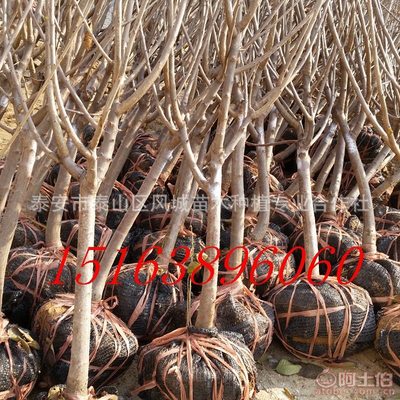 【山東的櫻桃好賣嗎紅燈吉塞拉岱紅】泰安市泰山區風城苗木種植專業合作社 - 產品庫