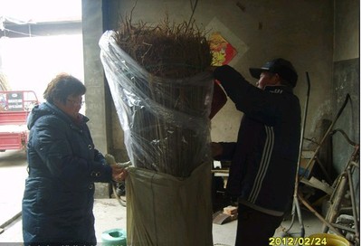 2014年木槿樹苗價格 實生當年木槿樹苗木 質優價廉 規格齊全__世界工廠網