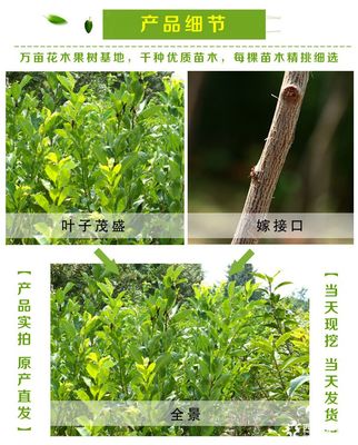 泰安李子樹苗價格及品種規格詳解：以1公分、2公分恐龍蛋李子樹苗為例