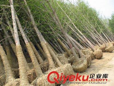 邳州市飛越銀杏苗木購銷部：專業供應銀杏樹與嫁接銀杏樹，打造優美庭蔭景觀