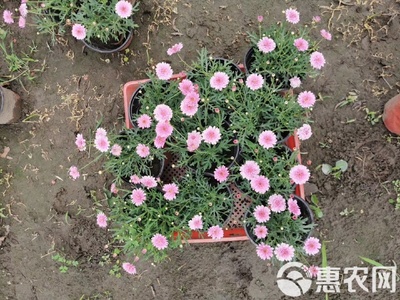瑪格麗特花苗木基地直銷 高品質工程苗，私享優惠報價